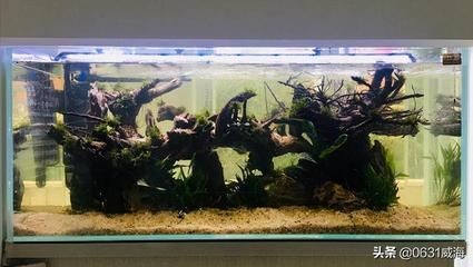 黑色結構膠粘魚缸的選擇指南在選擇魚缸膠的選擇指南：魚缸膠的選擇指南在選擇指南在選擇魚缸膠的選擇指南