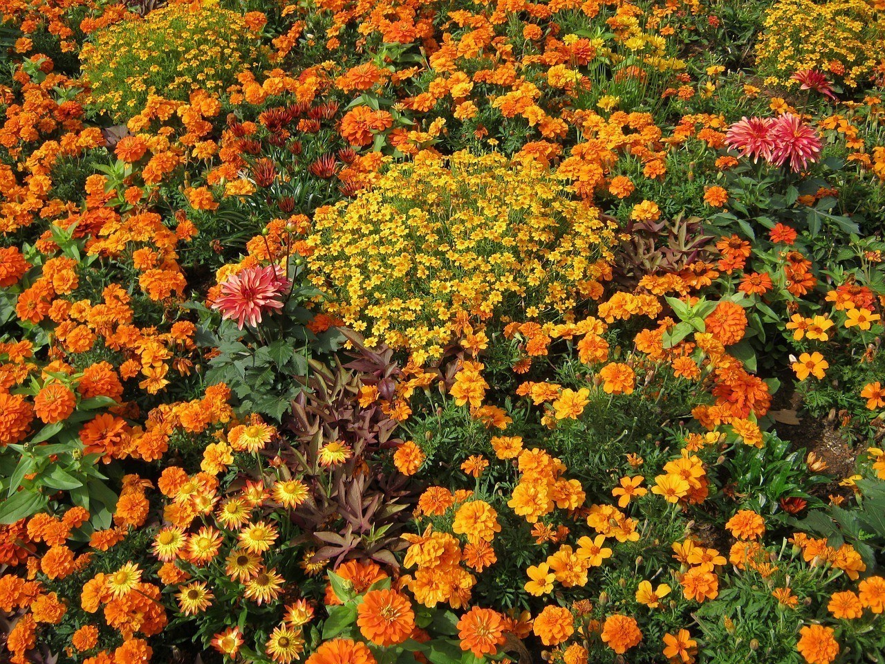 韓城市新城區(qū)植彩坊花卉中心（韓城市新城區(qū)植彩坊花卉中心電話）