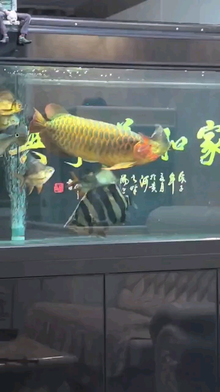 慢慢恢復(fù)吧