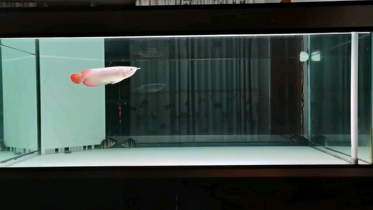 越簡單越好！ 越簡單越好！ 龍魚論壇