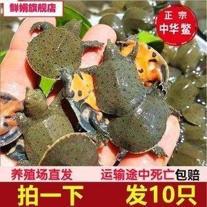 龍魚品質怎么看好壞?。ㄈ绾闻袛帻堲~品質好壞）