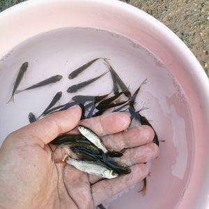 像小龍一樣的魚白色的叫什么：喂食龍魚時推薦使用的工具和注意事項