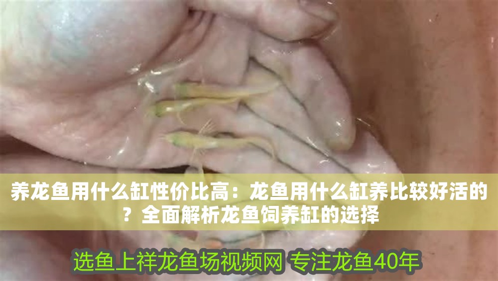 養(yǎng)龍魚(yú)用什么缸性價(jià)比高：龍魚(yú)用什么缸養(yǎng)比較好活的？全面解析龍魚(yú)飼養(yǎng)缸的選擇 養(yǎng)龍魚(yú)用什么缸性價(jià)比高：龍魚(yú)用什么缸養(yǎng)比較好活的？全面解析龍魚(yú)飼養(yǎng)缸的選擇 龍魚(yú)百科 第1張