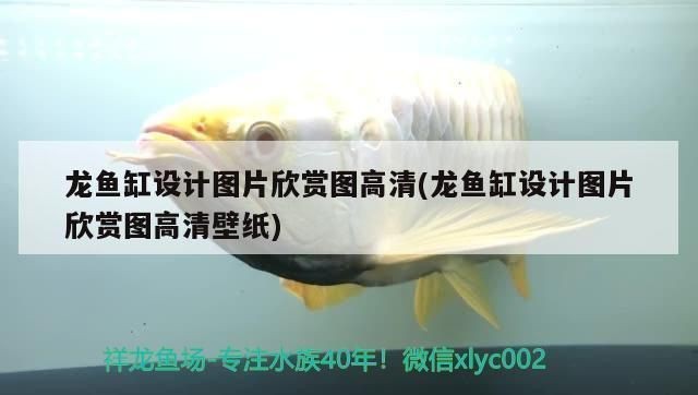 龍魚缸設計圖紙：裝修魚缸設計圖紙