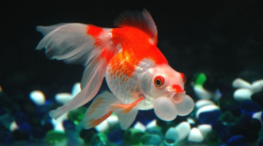 魚缸圖片大全100種(魚缸圖片大全100種,關(guān)于魚缸圖片大全100種查詢)
