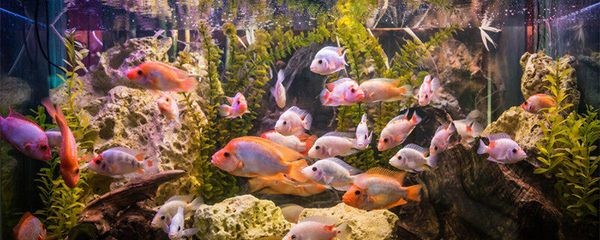 龍魚兇不兇取決于哪些因素？（如何判斷龍魚是否兇猛？）