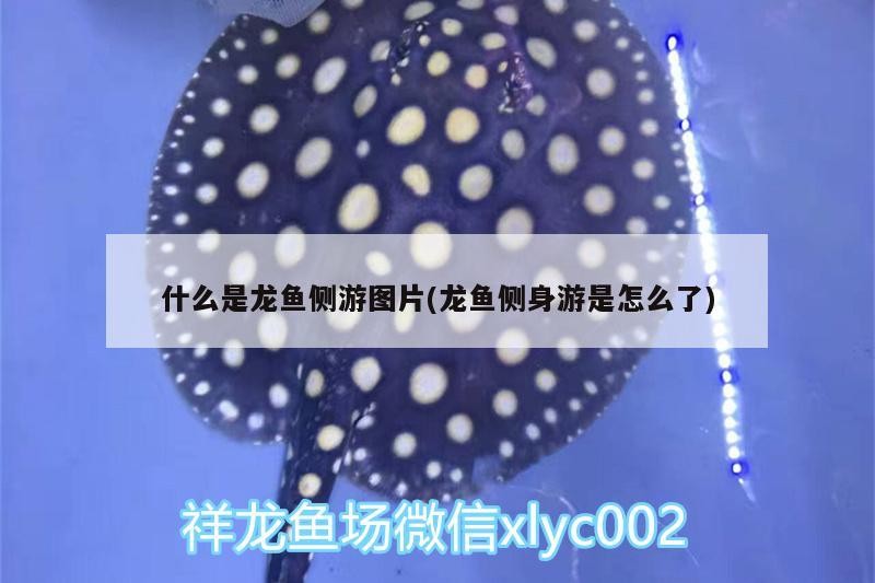 什么是龍魚側游圖片(龍魚側身游是怎么了)