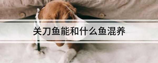 三間鼠魚混養水質管理技巧：三間鼠魚的養殖技巧和注意事項和注意事項和注意事項 三間鼠魚混養水質管理技巧：三間鼠魚的養殖技巧和注意事項和注意事項和注意事項 龍魚百科 第4張