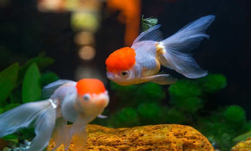 菏澤市牡丹區(qū)奇舒水族漁具店(菏澤市牡丹區(qū)奇舒水族漁具店電話)