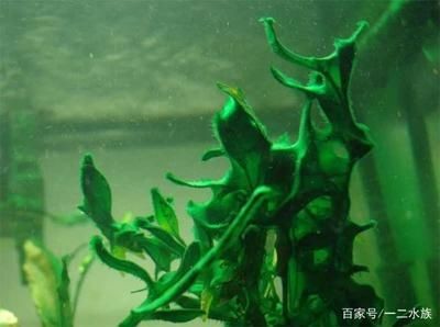 魚缸上的綠藻用去除嗎
