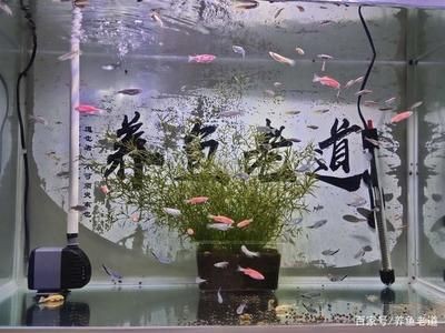 觀賞魚店魚缸設計效果圖（尋找觀賞魚店魚缸設計效果圖和設計建議）