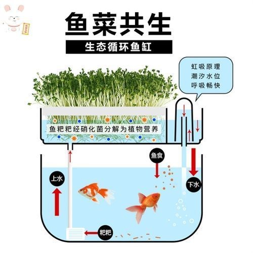 魚(yú)缸品質(zhì)標(biāo)語(yǔ)大全（魚(yú)缸品質(zhì)標(biāo)語(yǔ)）