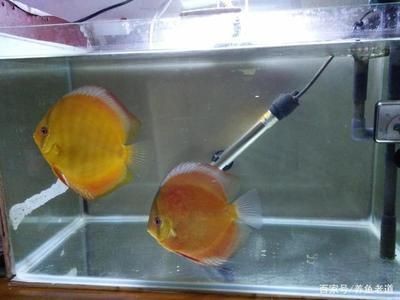 魚(yú)缸品質(zhì)標(biāo)語(yǔ)大全（魚(yú)缸品質(zhì)標(biāo)語(yǔ)）