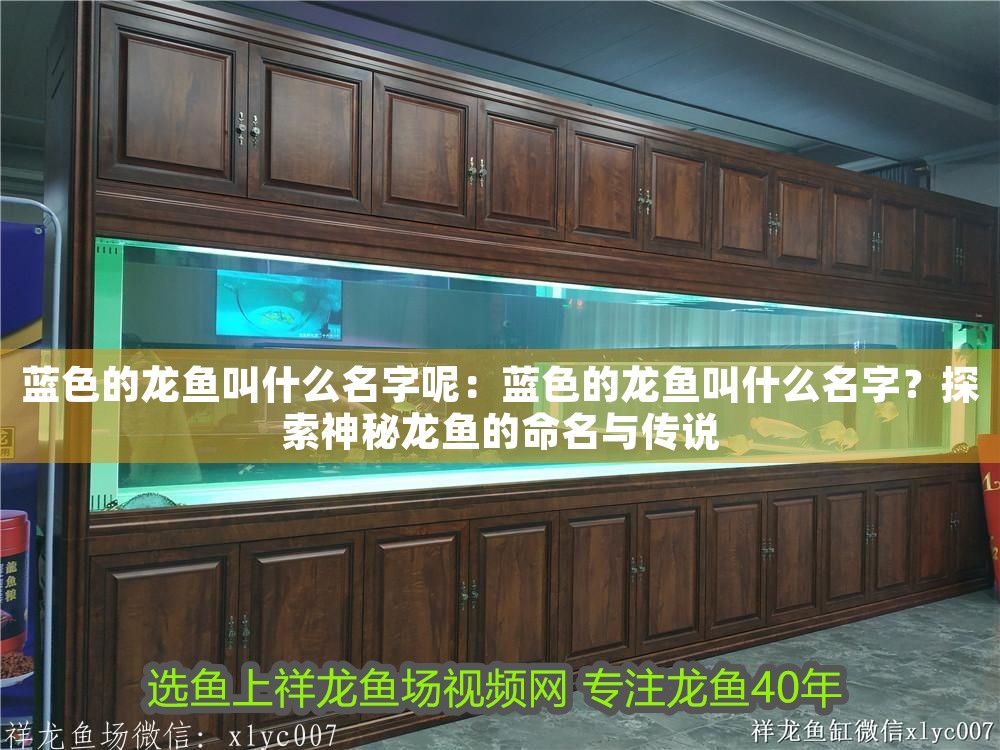 藍色的龍魚叫什么名字呢：藍色的龍魚叫什么名字？探索神秘龍魚的命名與傳說