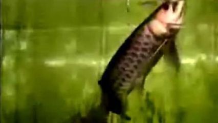 高端龍魚配魚，高端龍魚的配魚技術