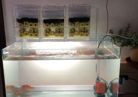 魚缸漂浮：關于魚缸漂浮的研究