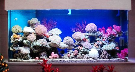 海洋生態魚缸造景設計圖（海洋生態魚缸造景設計圖是一種怎樣的存在？）