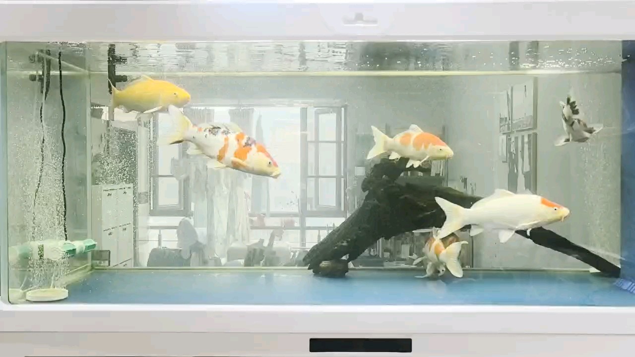 七星高照，福運滿滿
