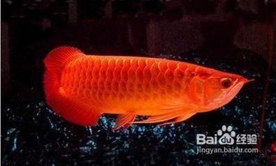 西龍魚缸和閩江魚缸哪個(gè)好：西龍魚缸和德克魚缸哪個(gè)好