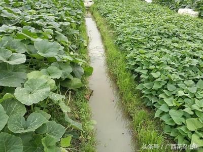 金龍魚養殖基地在哪里:金龍魚養殖基地在哪里養殖基地需要注意以下幾點 龍魚百科 第1張 金龍魚養殖基地在哪里:金龍魚養殖基地在哪里養殖基地需要注意以下幾點 金龍魚養殖基地在哪里:金龍魚養殖基地在哪里養殖基地需要注意以下幾點 龍魚百科 第1張