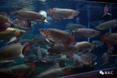 金龍魚養殖基地在哪里:金龍魚養殖基地在哪里養殖基地需要注意以下幾點 龍魚百科 第2張 金龍魚養殖基地在哪里:金龍魚養殖基地在哪里養殖基地需要注意以下幾點 金龍魚養殖基地在哪里:金龍魚養殖基地在哪里養殖基地需要注意以下幾點 龍魚百科 第2張