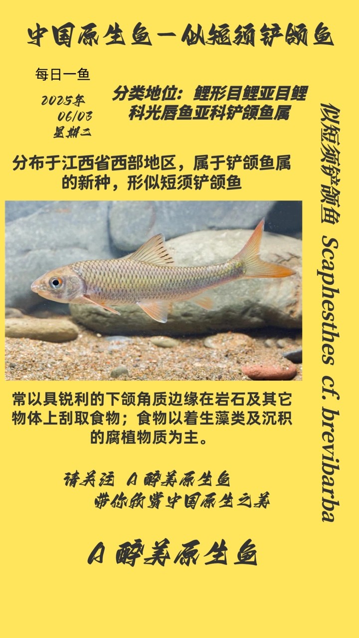 似短須鏟頜魚(yú)