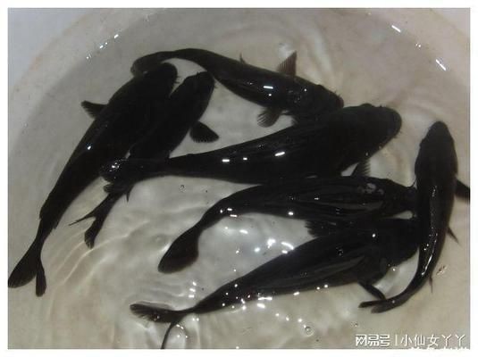 黑魔神雷龍魚耐低溫嗎，黑魔神雷龍魚冬季養(yǎng)護技巧，
