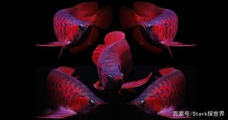 印尼血紅龍魚為什么這么貴呀視頻：為什么印尼血紅龍魚價格昂貴？