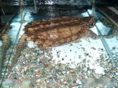 海象魚飼養技巧海象魚的飼養技巧海象魚的飼養技巧：海象魚的飼養技巧