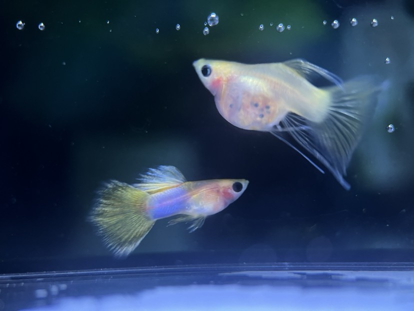 孔雀魚玻璃貓
