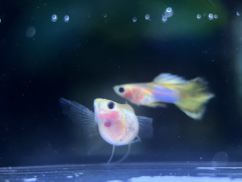 孔雀魚玻璃貓