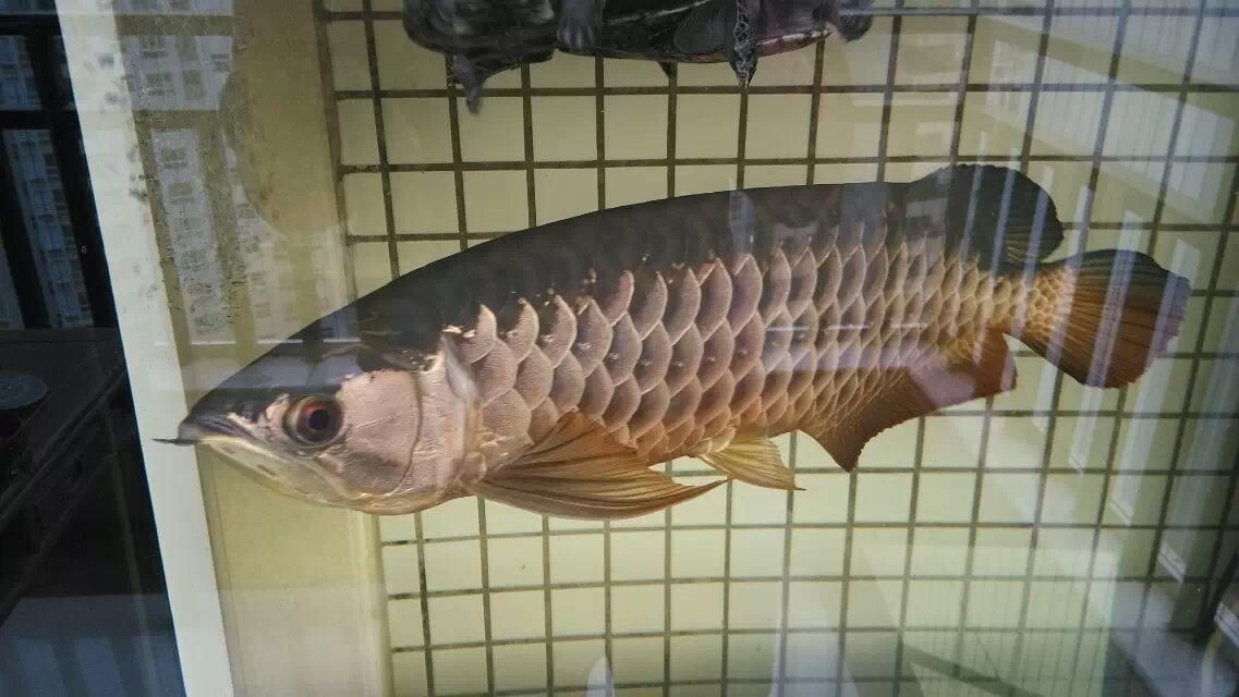 龍魚哪個品種最小：體型最小的三種龍魚品種