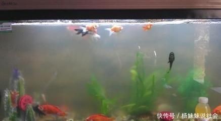 兩個魚缸怎么放：如何將兩個魚缸正確放置