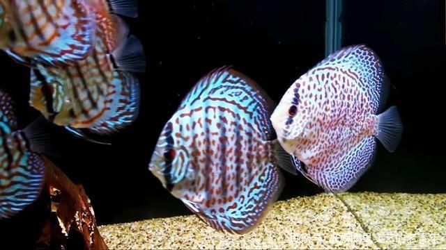 鄂州龍魚魚缸廠家：鄂州龍魚魚缸，打造水族藝術的精致空間
