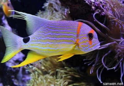 關于魚缸的作文三百字：300字左右關于魚缸的作文：《我家的魚缸》