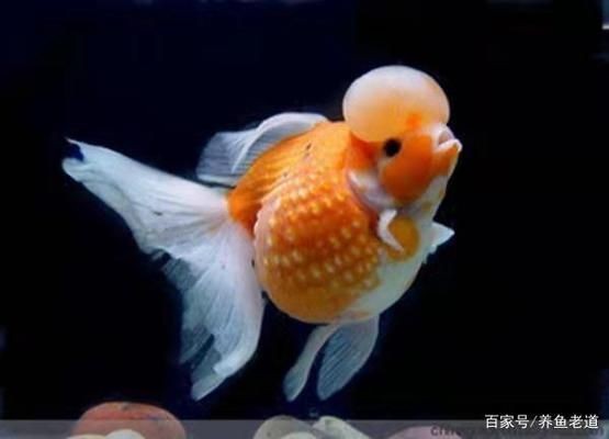 家庭魚缸水質維護技巧：夏季魚缸溫度管理方法，魚缸光照控制技巧