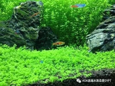 蜈蚣草和金魚藻的養護方法是一種適合養金魚的水草種類：苦草、蜈蚣草、金魚藻養護方法