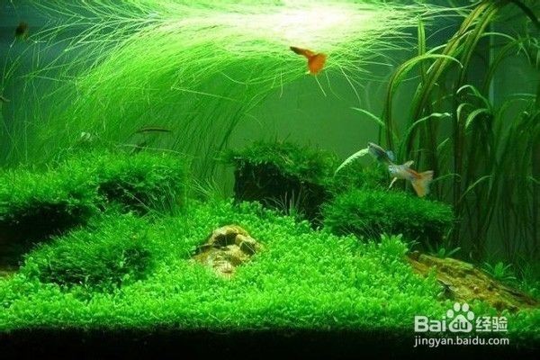 蜈蚣草和金魚藻的養護方法是一種適合養金魚的水草種類：苦草、蜈蚣草、金魚藻養護方法