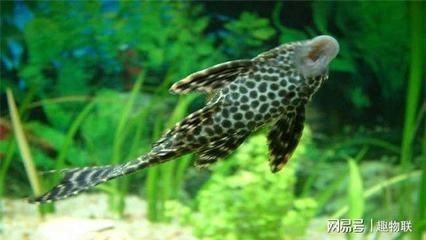 黑色魚缸養(yǎng)魚與水質(zhì)管理養(yǎng)魚的混養(yǎng)是關(guān)鍵因素之一：黑色的魚缸會(huì)導(dǎo)致魚死亡嗎？
