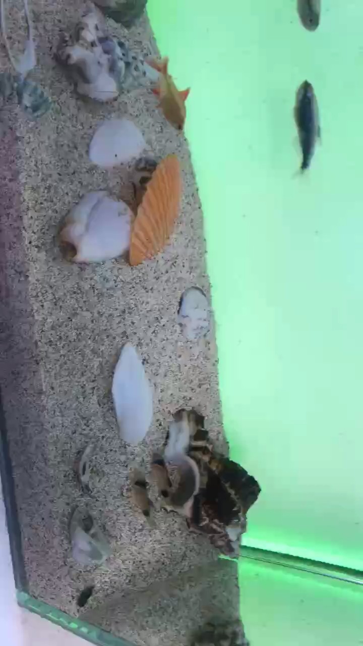 亮條小魚
