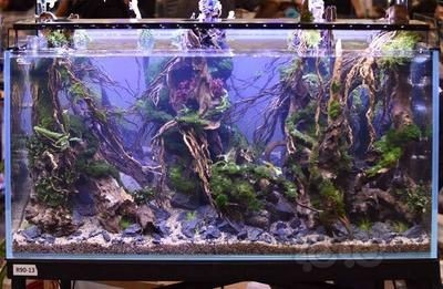 世界級魚缸造景比賽：世界級的魚缸造景比賽