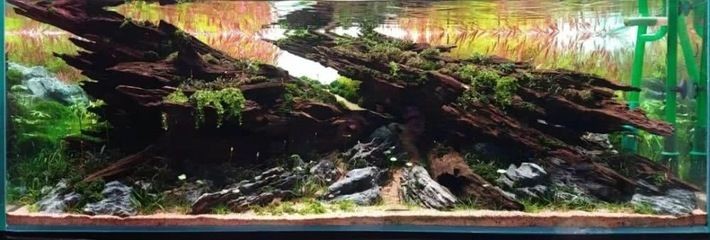 世界級魚缸造景比賽：世界級的魚缸造景比賽