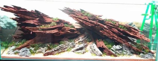世界級魚缸造景比賽：世界級的魚缸造景比賽
