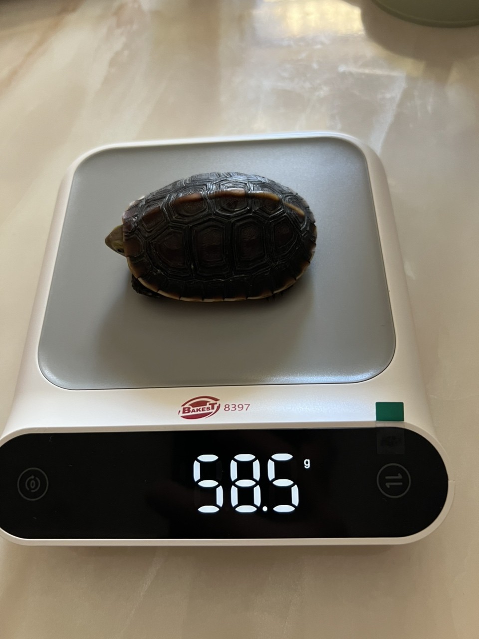 進寶大的有點快 進寶大的有點快 龍魚論壇 第1張