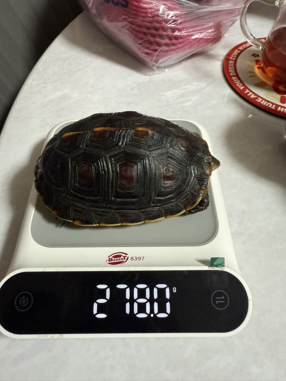 進寶大的有點快 進寶大的有點快 龍魚論壇 第2張