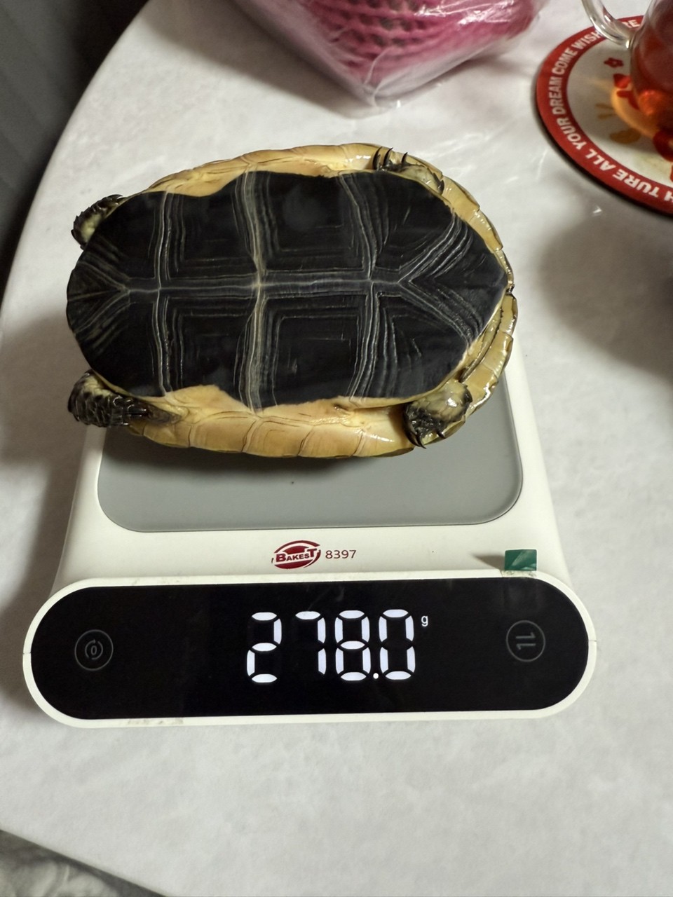 進寶大的有點快 進寶大的有點快 龍魚論壇 第3張