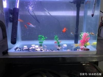 養(yǎng)魚的數(shù)量與魚缸的種類以及水質(zhì)等因素都有密切關(guān)系：關(guān)于養(yǎng)魚的一些建議 養(yǎng)魚的數(shù)量與魚缸的種類以及水質(zhì)等因素都有密切關(guān)系：關(guān)于養(yǎng)魚的一些建議 魚缸百科 第4張