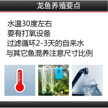 七彩銀龍魚多少錢一條啊（七彩銀龍魚價格范圍）
