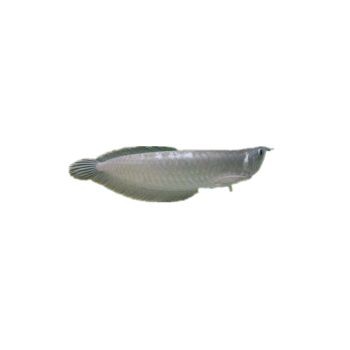 七彩銀龍魚多少錢一條啊（七彩銀龍魚價格范圍）