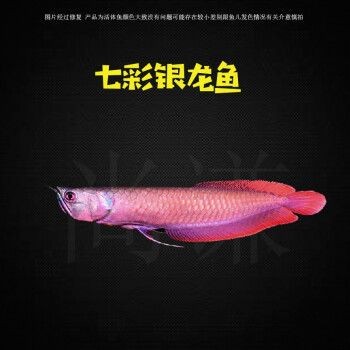七彩銀龍魚多少錢一條啊（七彩銀龍魚價格范圍）